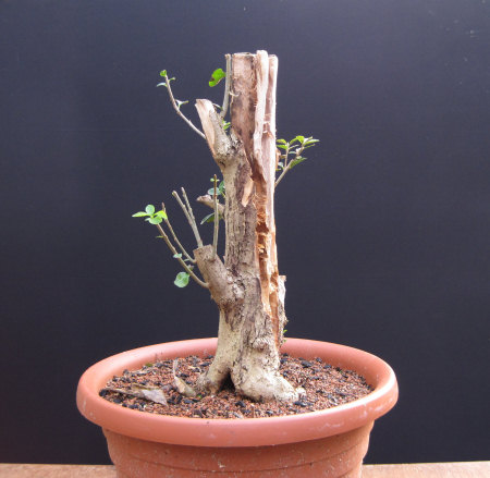 privet bonsai
